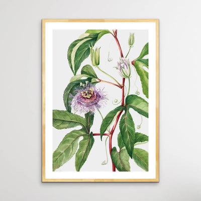 Passiflora Incarnata (1926) by Mary Vaux Walcott - I Heart Wall Art