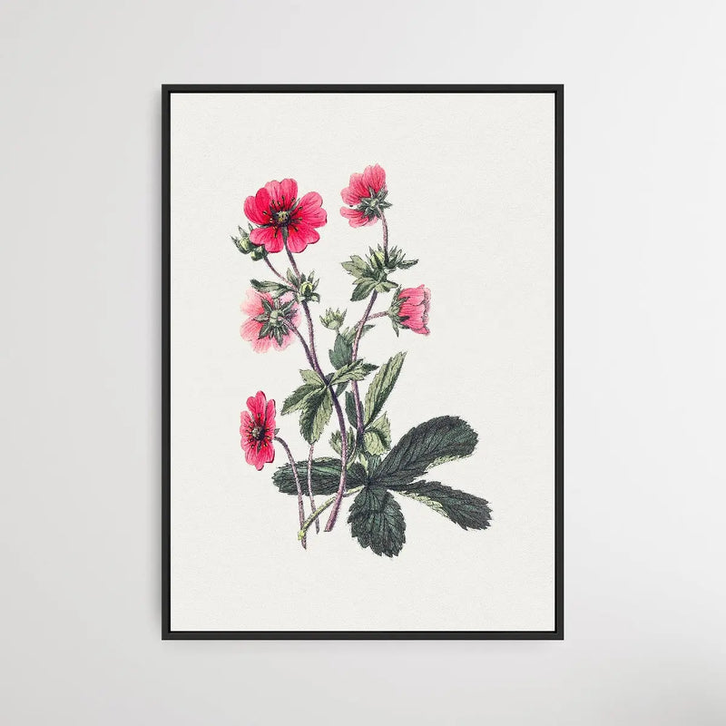 Pink Cinquefoil - I Heart Wall Art