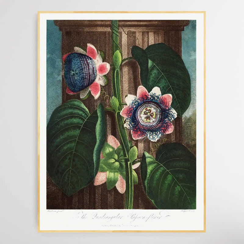 The Quadrangular Passion Flower (1807) by Robert John Thornton I Heart Wall Art Australia 