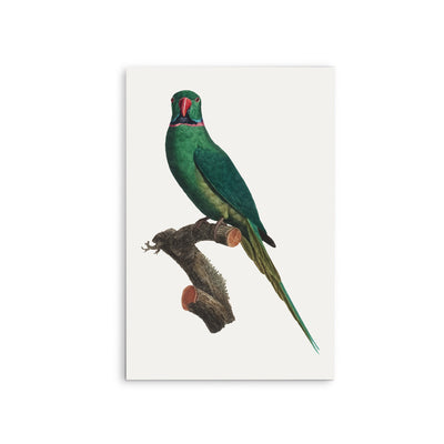 The Rose-Ringed Parakeet 1 (Psittacula krameri) by Francois Levaillant - Stretched Canvas Print or Framed Fine Art Print - Artwork I Heart Wall Art Australia 