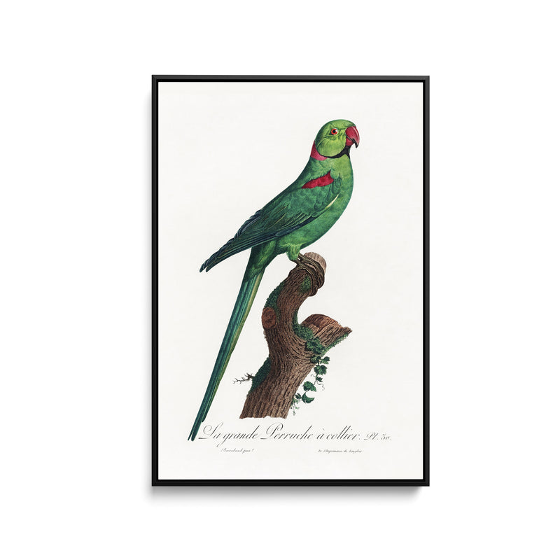 The Rose-Ringed Parakeet 2 (Psittacula krameri) by Francois Levaillant - Stretched Canvas Print or Framed Fine Art Print - Artwork I Heart Wall Art Australia 