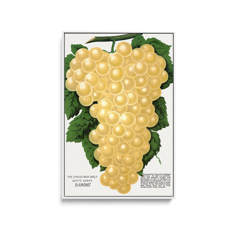 Diamond White Grape by Rochester Lithographing and Printing Company - Stretched Canvas Print or Framed Fine Art Print - Artwork I Heart Wall Art Australia 