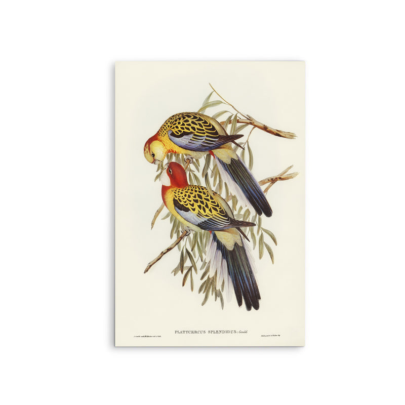 Splendid Parakeet (Platycercus splendidus) illustrated by Elizabeth Gould (1804–1841) - Stretched Canvas Print or Framed Fine Art Print - Artwork I Heart Wall Art Australia 