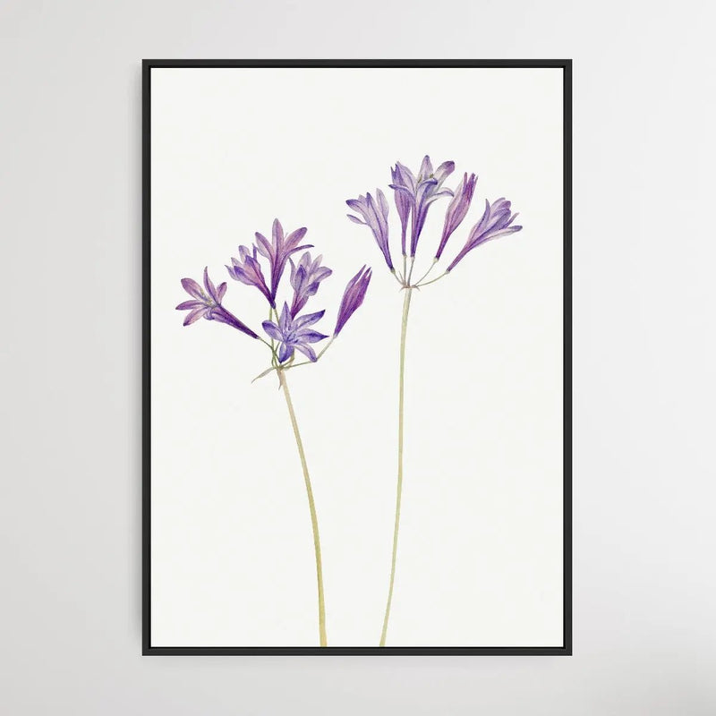 Brodiaea Laxa (1933) by Mary Vaux Walcott - I Heart Wall Art - Poster Print, Canvas Print or Framed Art Print