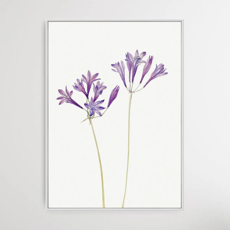 Brodiaea Laxa (1933) by Mary Vaux Walcott - I Heart Wall Art - Poster Print, Canvas Print or Framed Art Print