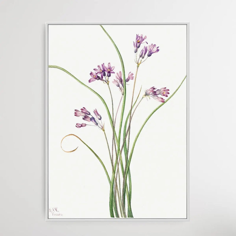 Brodiaea Pulchella (1927) by Mary Vaux Walcott - I Heart Wall Art - Poster Print, Canvas Print or Framed Art Print