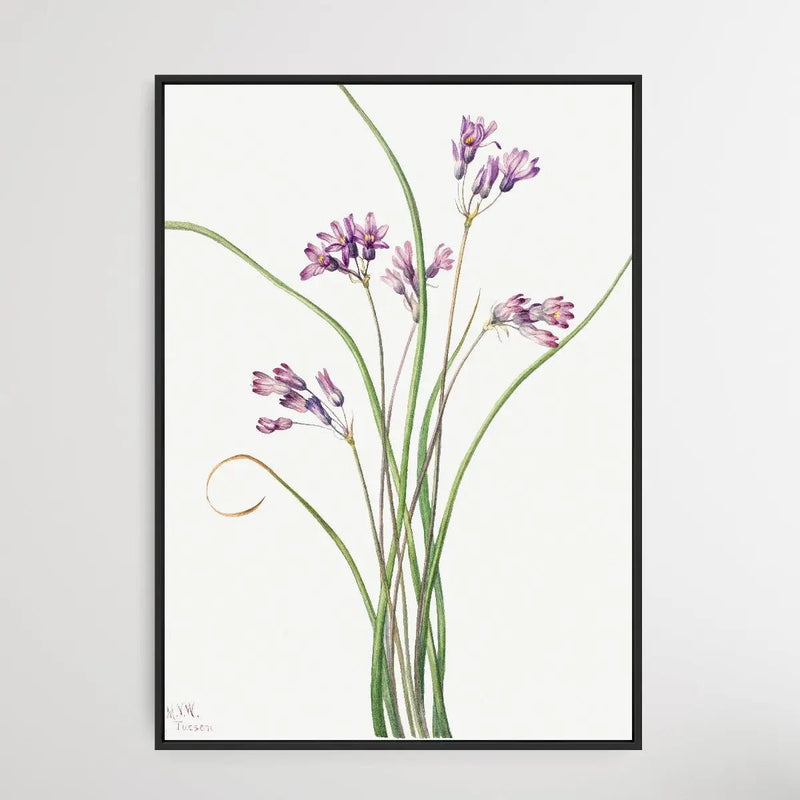 Brodiaea Pulchella (1927) by Mary Vaux Walcott - I Heart Wall Art - Poster Print, Canvas Print or Framed Art Print