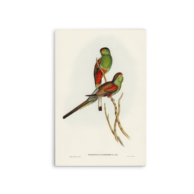 Beautiful Parakeet (Psephotus pulcherrimus) illustrated by Elizabeth Gould (1804–1841) - Stretched Canvas Print or Framed Fine Art Print - Artwork I Heart Wall Art Australia 