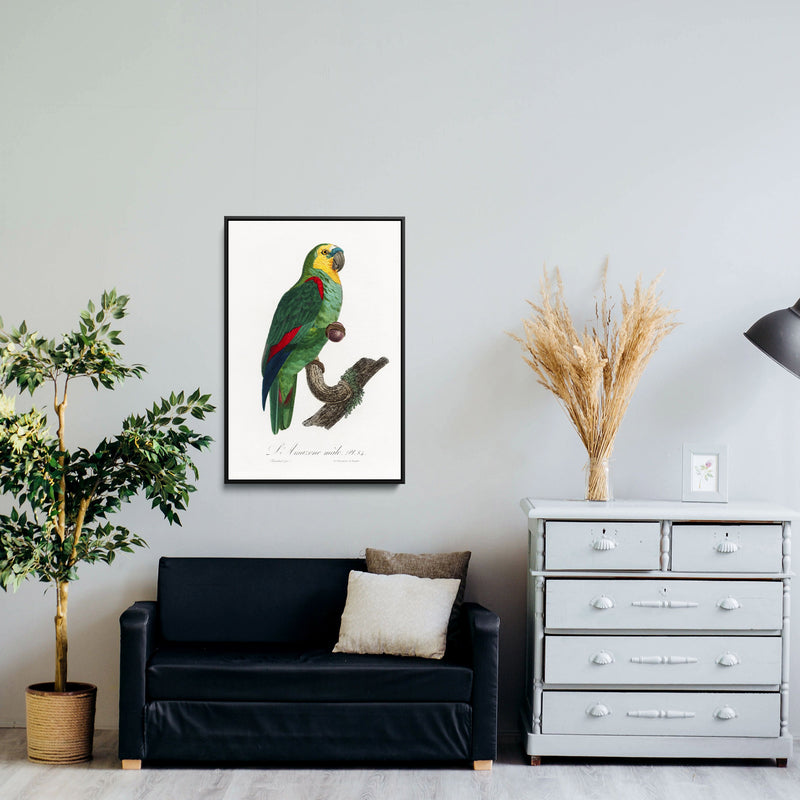 The Turquoise-Fronted Amazon, Amazona aestiva from Natural History of Parrots (1801—1805) by Francois Levaillant - Stretched Canvas Print or Framed Fine Art Print - Artwork I Heart Wall Art Australia 