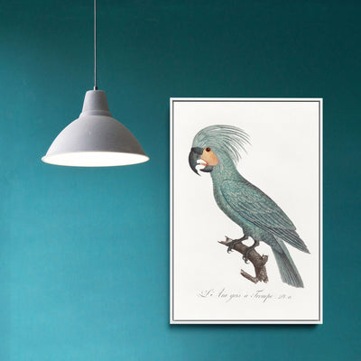 The Palm Cockatoo (Probosciger aterrimus) from Natural History of Parrots (1801—1805) by Francois Levaillant - Stretched Canvas Print or Framed Fine Art Print - Artwork I Heart Wall Art Australia 